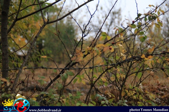 تماشای طبیعت پاییزی همدان از دریچه دوربین