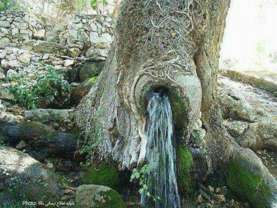 عکس/ جوشیدن چشمه از درون درخت