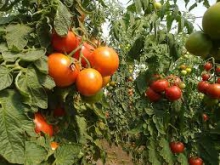 تولید بیش از 10درصد محصولات کشاورزی استان در اسدآباد
