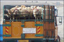 کشف 90 راس احشام قاچاق و غير بهداشتی در بهار