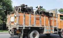 کشف 528 راس احشام قاچاق و غير بهداشتي در بهار