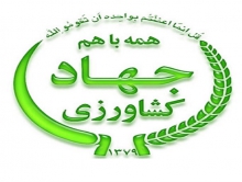 اطلاعیه مهم وزارت جهاد کشاورزی درخصوص امحای 1700 تن سیب زمینی