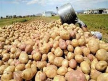 فرمان دفن سیب‌ زمینی‌های زبان بسته را چه کسی صادر کرد؟