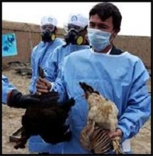 بیماری آنفولانزای فوق حاد پرندگان