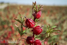 چای کنیا