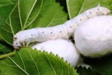 کرم ابریشم