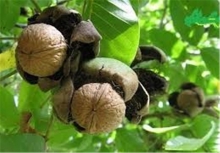 نهال گردو