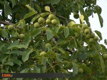 نهالستان گردو