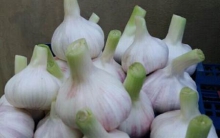 "سیر همدان" ‌ثبت ملی شد