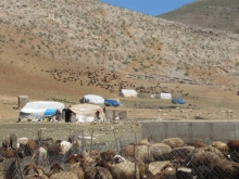 2500 خانوار عشایر در سطح استان / تامین علوفه و آب رسانی سیار نیاز عشایران است