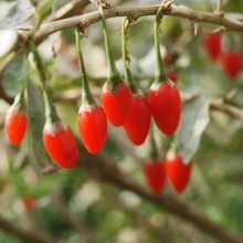 مزرعه های گوجی بری ایران آغازی بر انحصار گری گیاه بومی آسیا در غرب