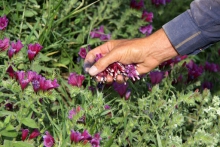 کاشت ۲۰۰ هکتاری گیاهان دارویی در شهرستان بهار