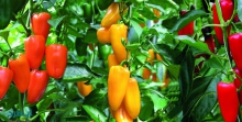 مشکلات متقاضیان احداث گلخانه در همدان بررسی شد/ ضرورت تحقق سهمیه ۱۱ هکتاری توسعه گلخانه‌ای