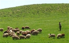 دامداران استان همدان نسبت به تمدید اعتبارپروانه چرای دام اقدام کنند