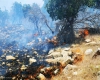 آتش بی مسئولیتی بر جان جنگل‌های کشور/ پیشگیری از آتش سوزی بر عهده کیست؟+تصاویر