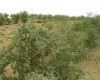 كاشت بذر ارژن در كمربند حفاظتی احداثی کبودرآهنگ كاشت بذر ارژن در كمربند حفاظتی احداثی کبودرآهنگ