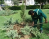 کاشت 20 هزار اصله درخت در سطح شهر همدان کاشت 20 هزار اصله درخت در سطح شهر همدان