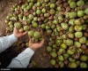 معاون بهبود تولیدات گیاهی جهاد کشاورزی استان همدان