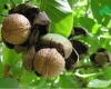 نهال گردو