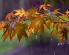 بارش های پاییزی در همدان ادامه دارد