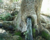عکس/ جوشیدن چشمه از درون درخت