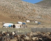 2500 خانوار عشایر در سطح استان / تامین علوفه و آب رسانی سیار نیاز عشایران است