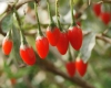 مزرعه های گوجی بری ایران آغازی بر انحصار گری گیاه بومی آسیا در غرب